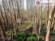Prodej pozemku , trval travn porost, Buenice (okres Pelhimov)