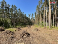 Prodej pozemku , les, Borov nad Vltavou (okres esk Budjovice)