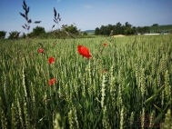Prodej pozemku , uren k vstavb RD, Horn Lapa (okres Krom)
