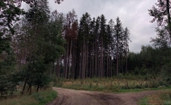 Prodej pozemku , les, Mlny (okres Tbor) - exkluzivn
