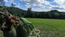 IMG_20250723_170940.jpg