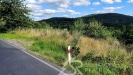 IMG_20250723_171243.jpg