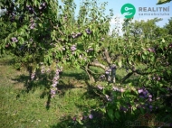 Prodej pozemku , zahrada, ej (okres Hodonn)