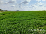 Prodej pozemku , zem�d�lsk� p�da, �ist� (okres Mlad� Boleslav)