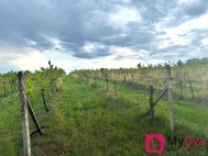 Prodej pozemku , zvl�tn�, Nov� �aldorf-Sedle�ovice, Nov� �aldorf (okres Znojmo)