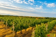 Prodej pozemku , zvl�tn�, Troskotovice (okres Brno-venkov)