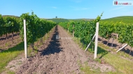 Prodej pozemku , specifick� plocha, Doln� Dunajovice (okres B�eclav)