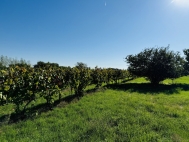 Prodej pozemku , zahrada, T�nec (okres B�eclav)